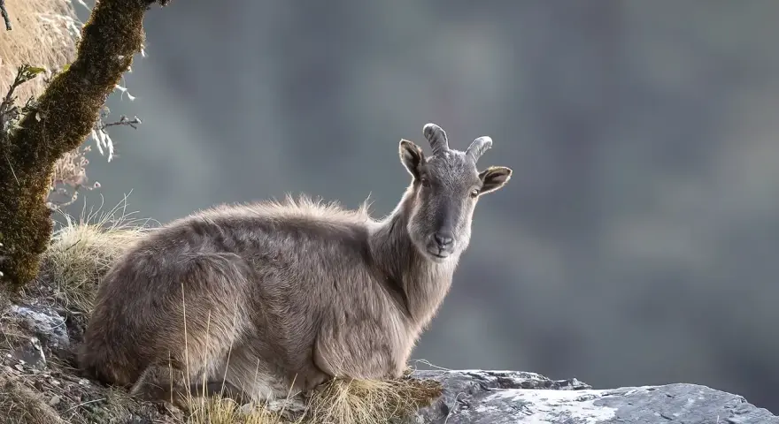 Górski kozioł na Mount Everest, czy jest trujący? Nie, himalajski tahr nie jest trujący.
