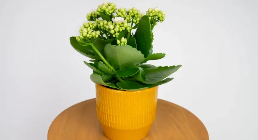 Kalanchoe w żółtej doniczce, z zielonymi liśćmi i pąkami kwiatów, gotowe do kwitnienia. Roślina potrzebuje odpowiedniej ziemi do rozwoju.