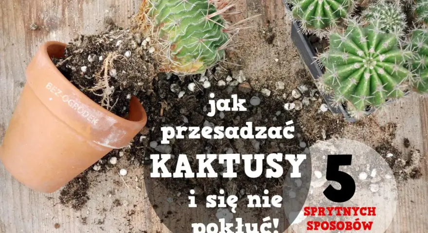 Jak przesadzić kaktusa, by się nie pokłuć? Oto 5 sprytnych sposobów na bezpieczne przesadzanie kaktusów.