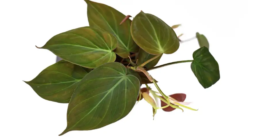 Philodendron micans z sercowatymi, aksamitnymi liśćmi w odcieniach zieleni i brązu, z widocznymi jaśniejszymi żyłkami.