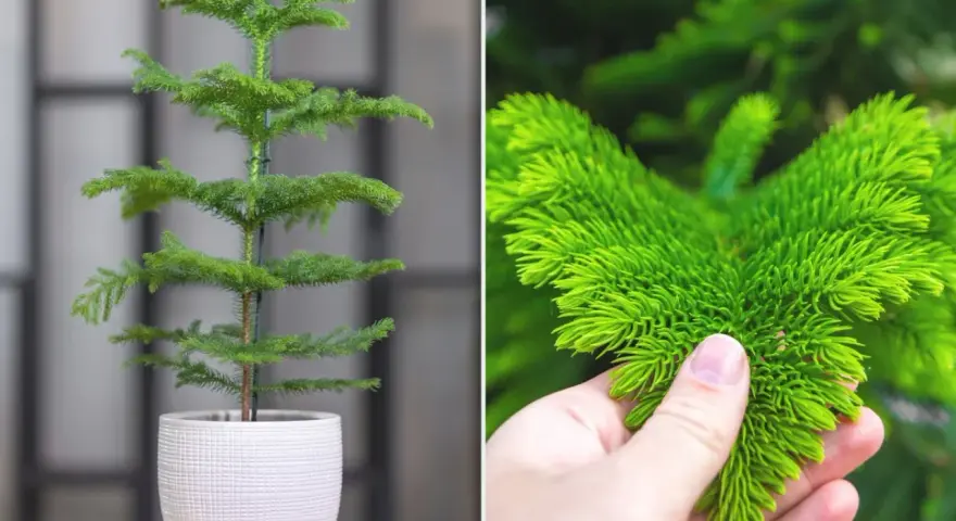 Młoda araukaria heterophylla w białej doniczce i zbliżenie na jej zielone, iglaste gałązki.