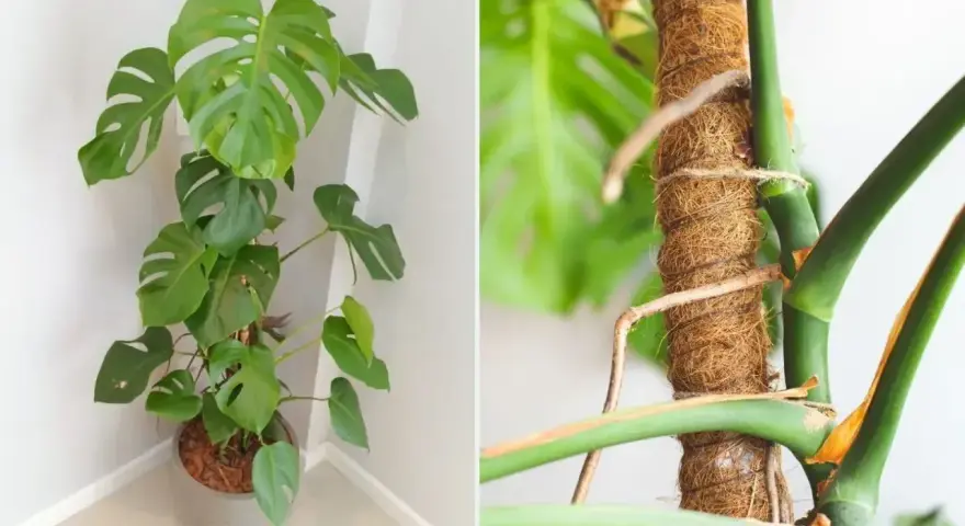 Monstera w doniczce i jej korzenie powietrzne owinięte wokół palika. Czy można obciąć korzenie monstery? Tak, ale ostrożnie.