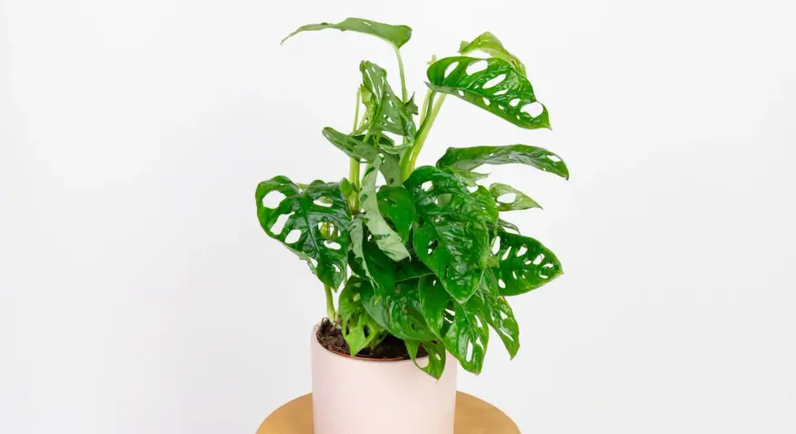 Monstera monkey, znana z dziurawych liści, nie jest trująca, ale jej sok może podrażniać skórę.