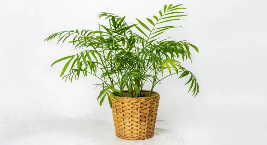 Chamaedorea elegans w plecionym koszu. Idealna ziemia dla tej palmy to lekka, przepuszczalna mieszanka.