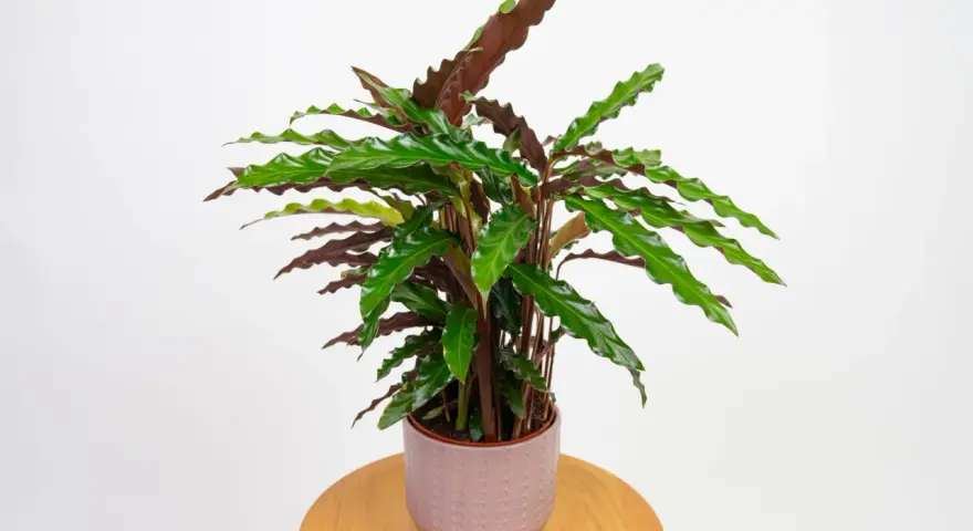 Calathea rufibarba w ozdobnej doniczce. Dowiedz się, jak pielęgnować tę piękną roślinę, by cieszyć się jej egzotycznym wyglądem.