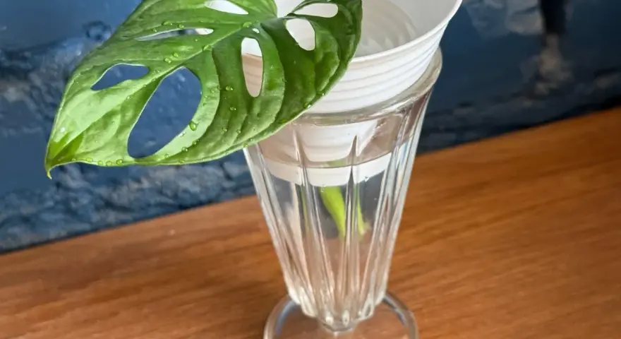 Monstera z liścia w szklance z wodą, przygotowana do rozmnażania. Zielony liść z charakterystycznymi otworami.