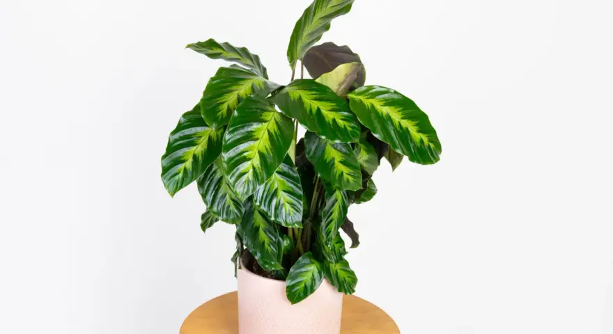 Calathea w różowej doniczce na drewnianym stoliku. Potrzebuje przepuszczalnej ziemi, by pięknie rosła.