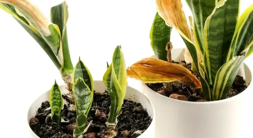 Sansevieria superba w doniczkach, z nowymi pędami i uschniętymi liśćmi.