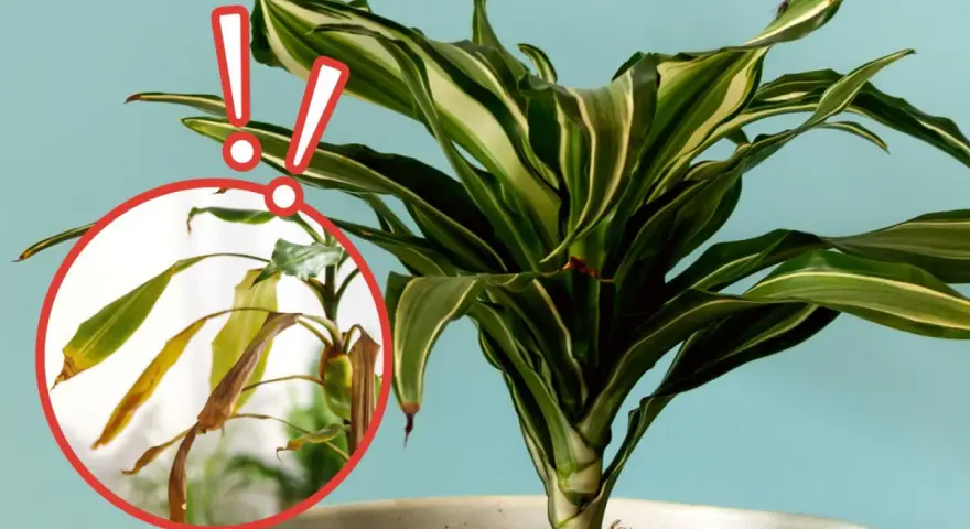 Dracena z plamami na liściach. Zbliżenie pokazuje uschnięte, żółte liście, które wymagają uwagi.