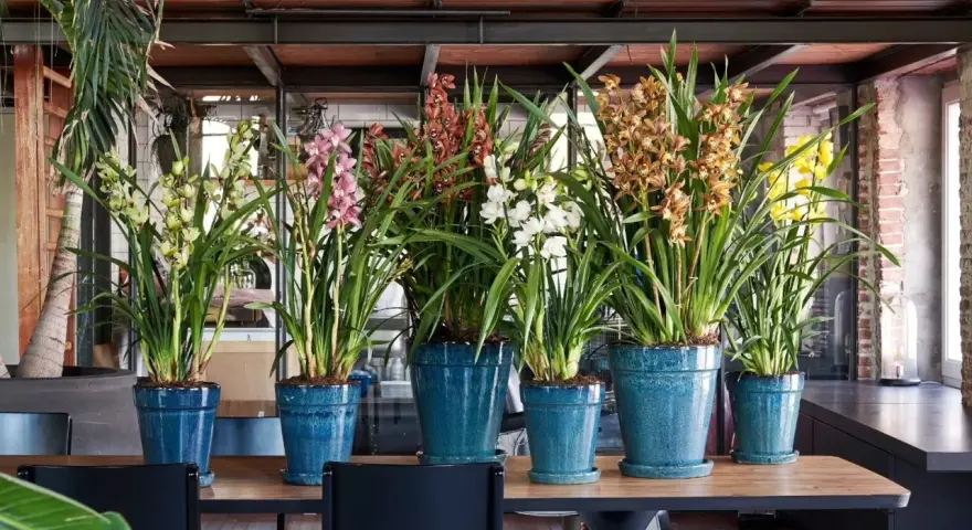 Rząd pięknych storczyków odmiany Cymbidium w niebieskich donicach. Kwiaty w odcieniach żółci, różu, brązu i bieli tworzą barwną kompozycję.