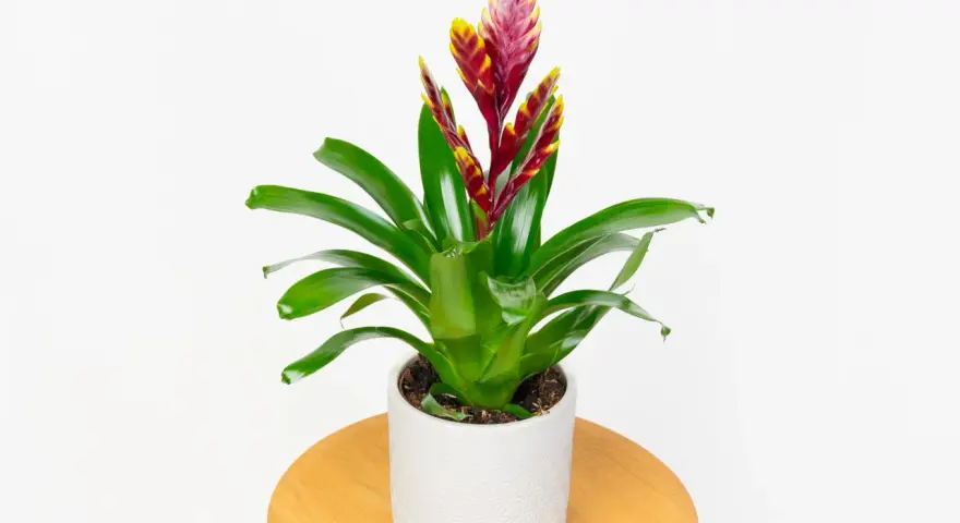 Zielona bromelia z czerwono-żółtym kwiatostanem w białej doniczce. Urocze małe kwiaty doniczkowe dodają koloru wnętrzu.