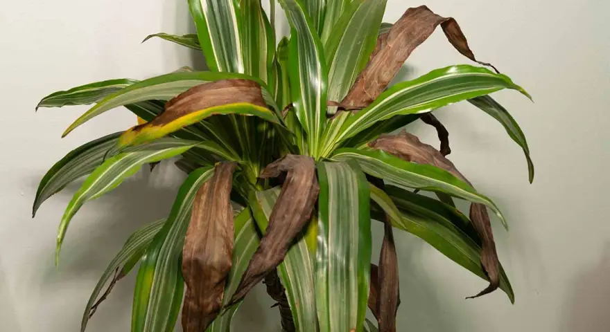 Dracena z brązowiejącymi liśćmi. Widać suche, brązowe końcówki i całe liście, które tracą zieleń.