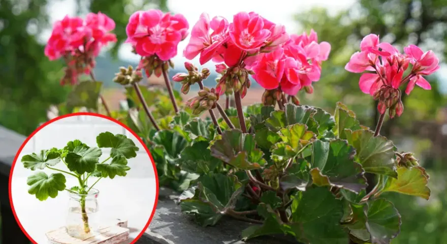 Rozmnażanie pelargonii: ukorzeniona sadzonka w wodzie obok kwitnącej rośliny.