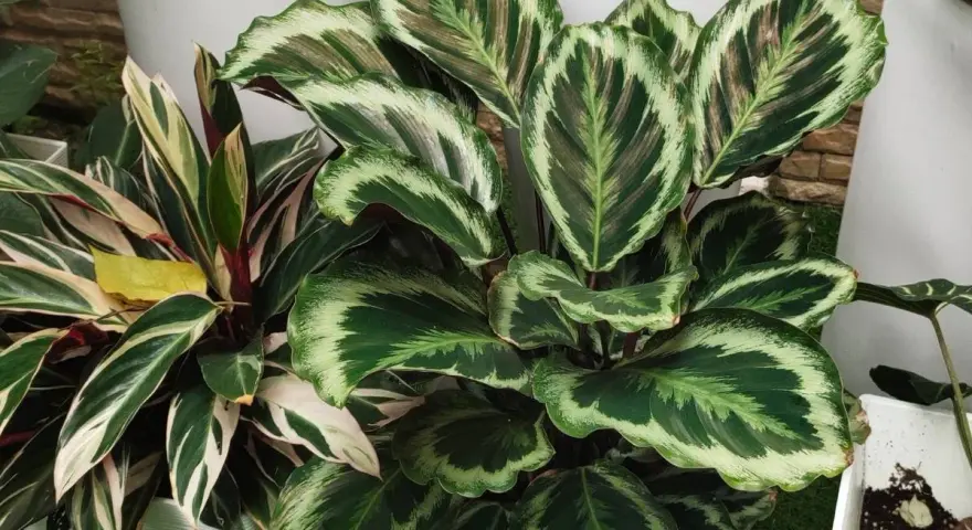 Calathea z usychającymi liśćmi, z zielono-białymi wzorami na liściach, w doniczkach obok białych ceramicznych osłonek.