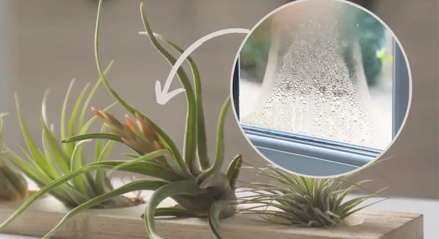 Kwiat tillandsia jak podlewać? Zraszaj ją, gdy na szybie pojawi się para, jak na zdjęciu.
