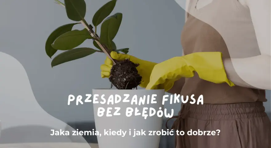 Przesadzanie fikusa bez błędów. Czy podlewać kwiaty po przesadzeniu? Dowiedz się, jak zrobić to dobrze.