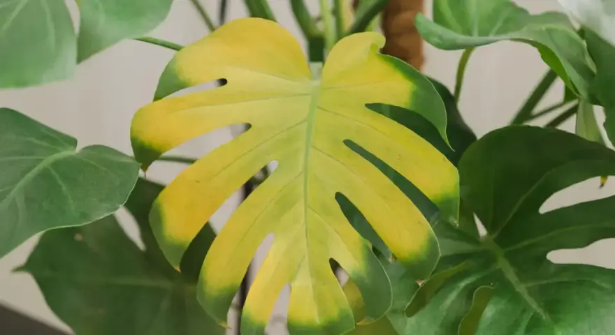 Zolty lisc monstera, z zielonymi brzegami, obok zdrowych, zielonych liści.