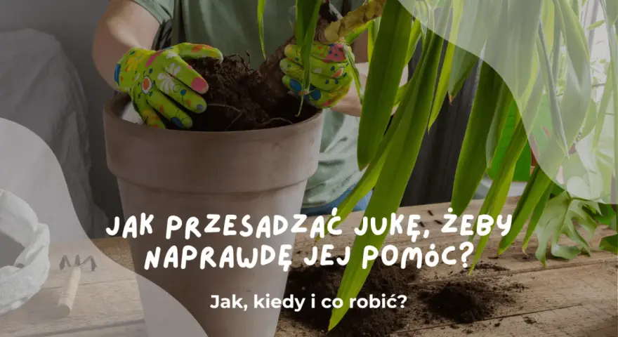 Ręce w rękawiczkach przesadzają jukę do nowej doniczki. Dowiedz się, jak przesadzić jukę, by jej pomóc.