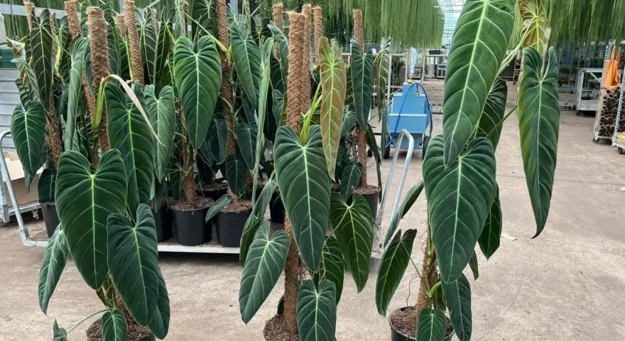 Wielkie, aksamitne liście Philodendron melanochrysum pięknie pną się po palikach. Idealne warunki do uprawy w szklarni.