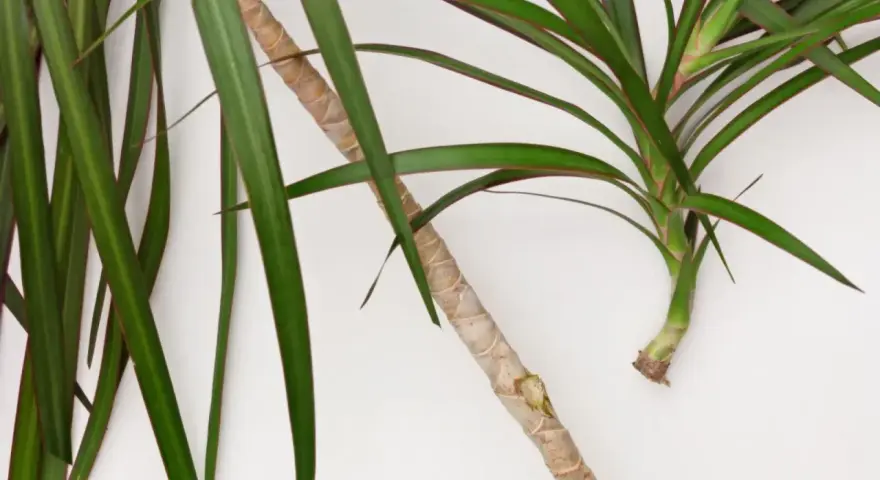 Zielona dracena z czerwonymi brzegami liści, gotowa do rozmnożenia. Jak rozmnożyć dracenę? Odcięty fragment łodygi z liśćmi.