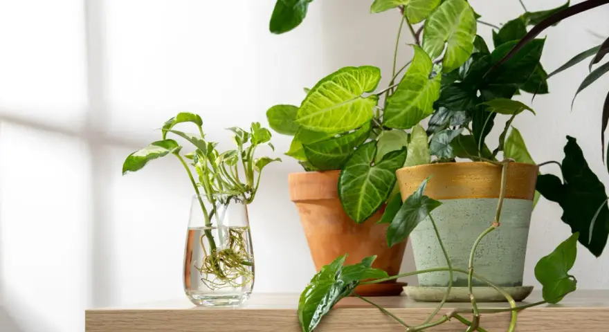 Syngonium rozmnażanie: sadzonka w szklance z wodą i ukorzenione rośliny w doniczkach.