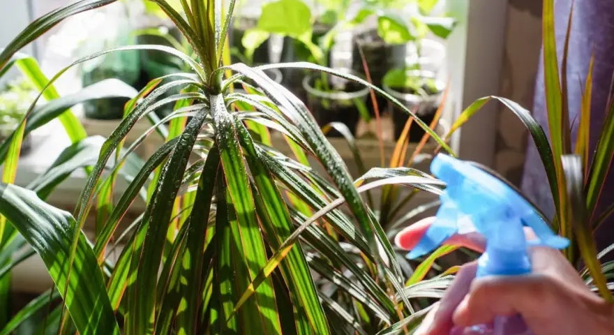 Dracena marginata podlewanie. Ręka z niebieskim spryskiwaczem zrasza liście rośliny, tworząc na nich krople wody.