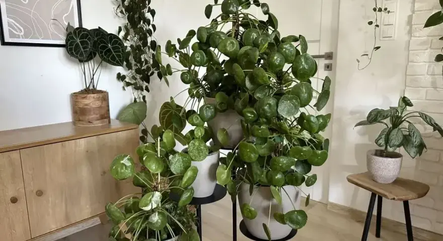Pilea peperomioides w pełnym rozkwicie, z okrągłymi liśćmi tworzącymi gęste kępy. Obok inne rośliny doniczkowe.