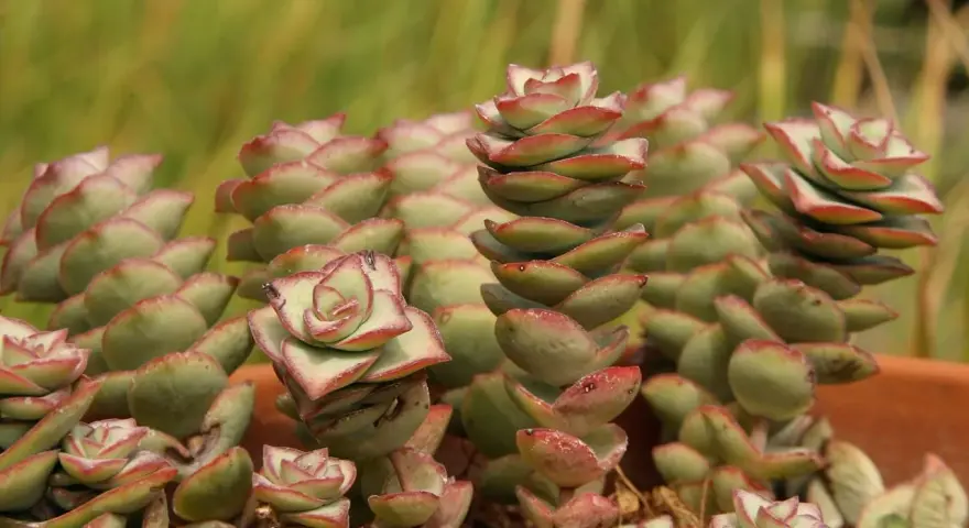 Kaskadowe pędy crassula perforata z zielonymi liśćmi i czerwonymi brzegami, tworzące piękne, spiralne formy.