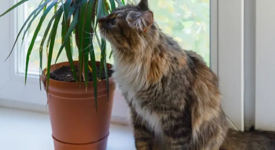 Puszysty kotek węszy przy dracenie, zastanawiając się, czy dracena jest trująca.
