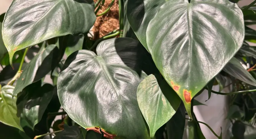 Filodendron Birkin z ciemnozielonymi liśćmi, niektóre z brązowymi plamami, wspierany przez palik kokosowy.