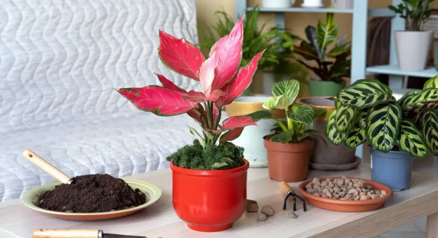 Aglaonema w czerwonej doniczce, obok ziemia i keramzyt. Idealna ziemia dla aglaonemy to lekka i przepuszczalna.