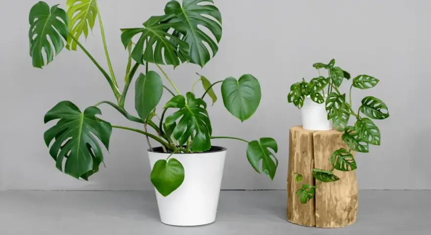 Dwie monstery: duża, w białej donicy, i mniejsza, z dziurawymi liśćmi, przypominająca monstera monkey, na drewnianym pniu.
