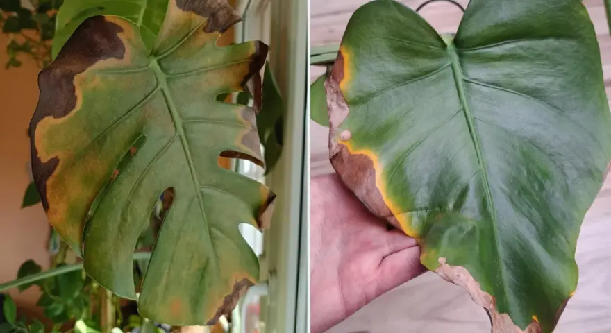 Monstera ma brązowe, usychające końcówki liści. Widać żółte przebarwienia i suche, kruche brzegi.