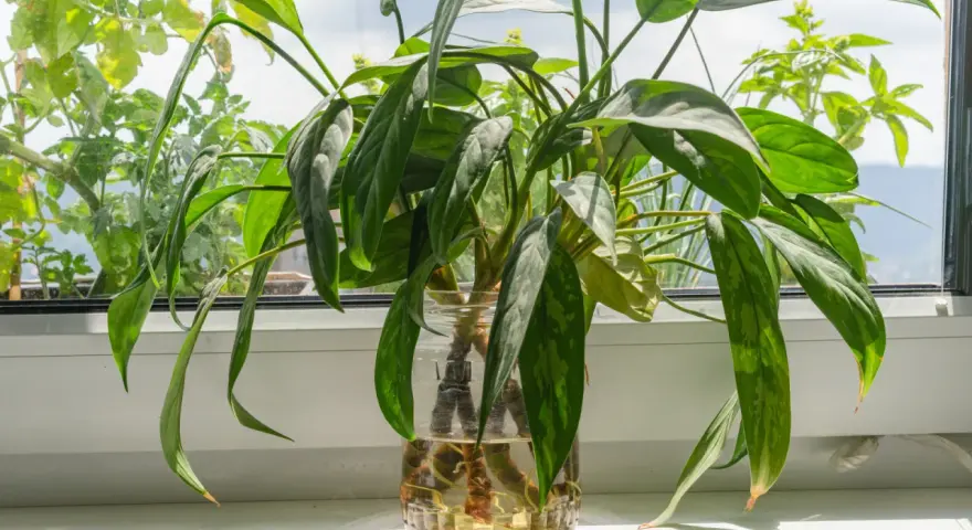 Aglaonema rozmnażanie w wodzie. Zielone liście rośliny w szklanym naczyniu z wodą, na parapecie.