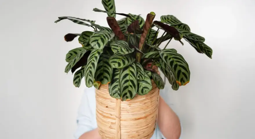 Piękna Calathea w plecionej osłonce, gotowa do rozmnażania. Jej liście z ciemnymi pasami zachwycają.