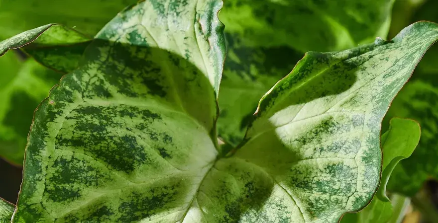 Liście syngonium z plamami, które mogą wskazywać na choroby.