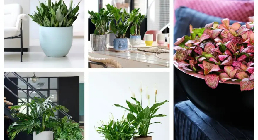 Rośliny doniczkowe, które lubią cień: sansewieria, zamiokulkas, monstera, skrzydłokwiat.