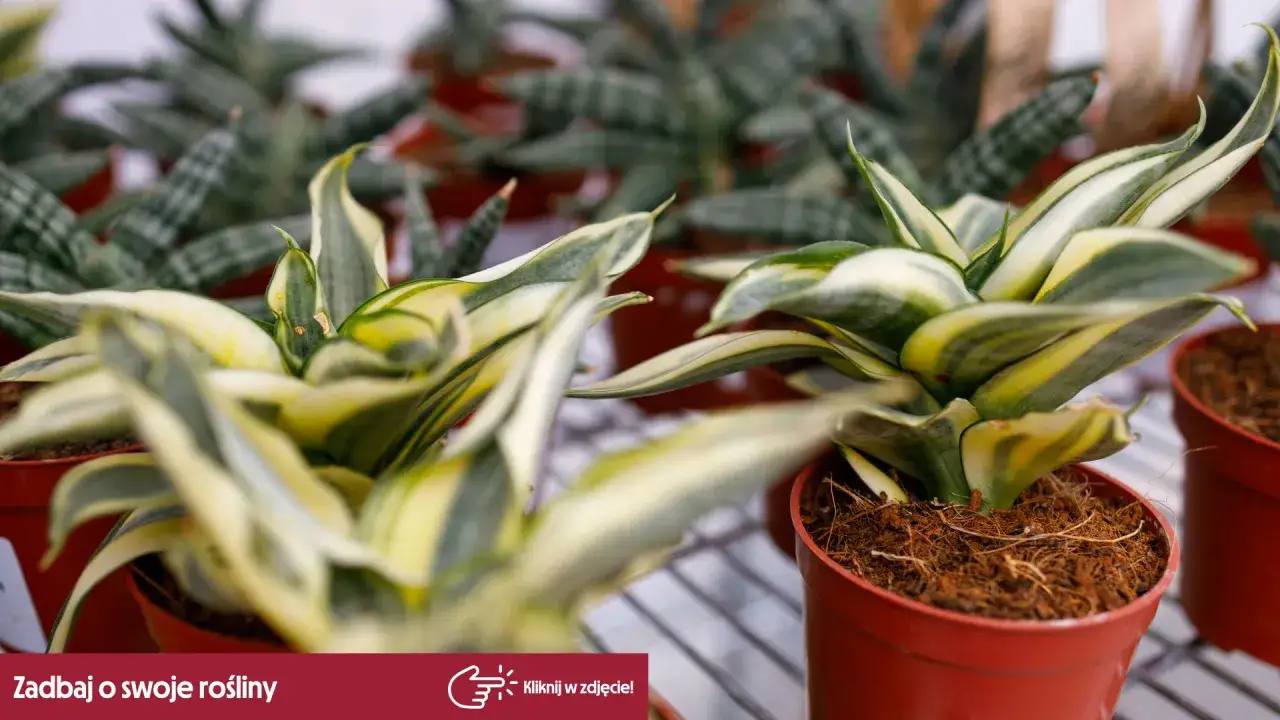 Sansevieria superba o liściach w odcieniach zieleni i żółci, w doniczkach.