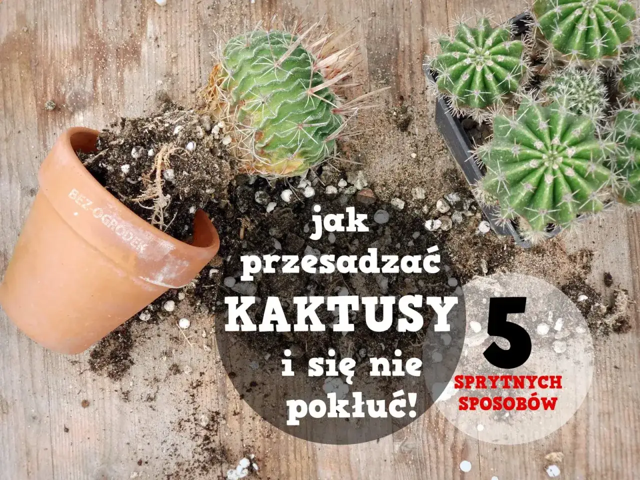 Jak przesadzić kaktusa bez kłopotu? Oto 5 sprytnych sposob&oacute;w na bezpieczne przesadzanie kaktus&oacute;w.