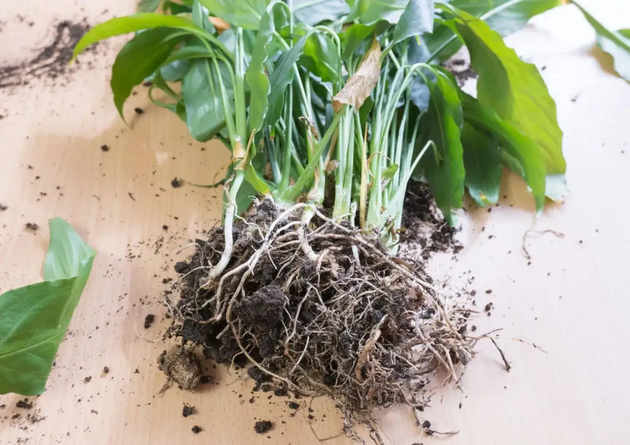 Rozdzielona calathea z gęstym systemem korzeniowym, gotowa do rozmnażania.
