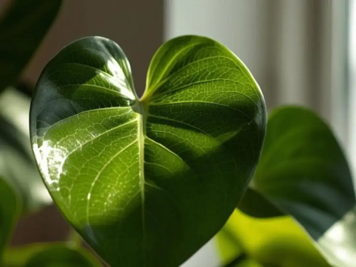 Serce z liści philodendron micans, lśniące w słońcu, z widocznymi żyłkami.