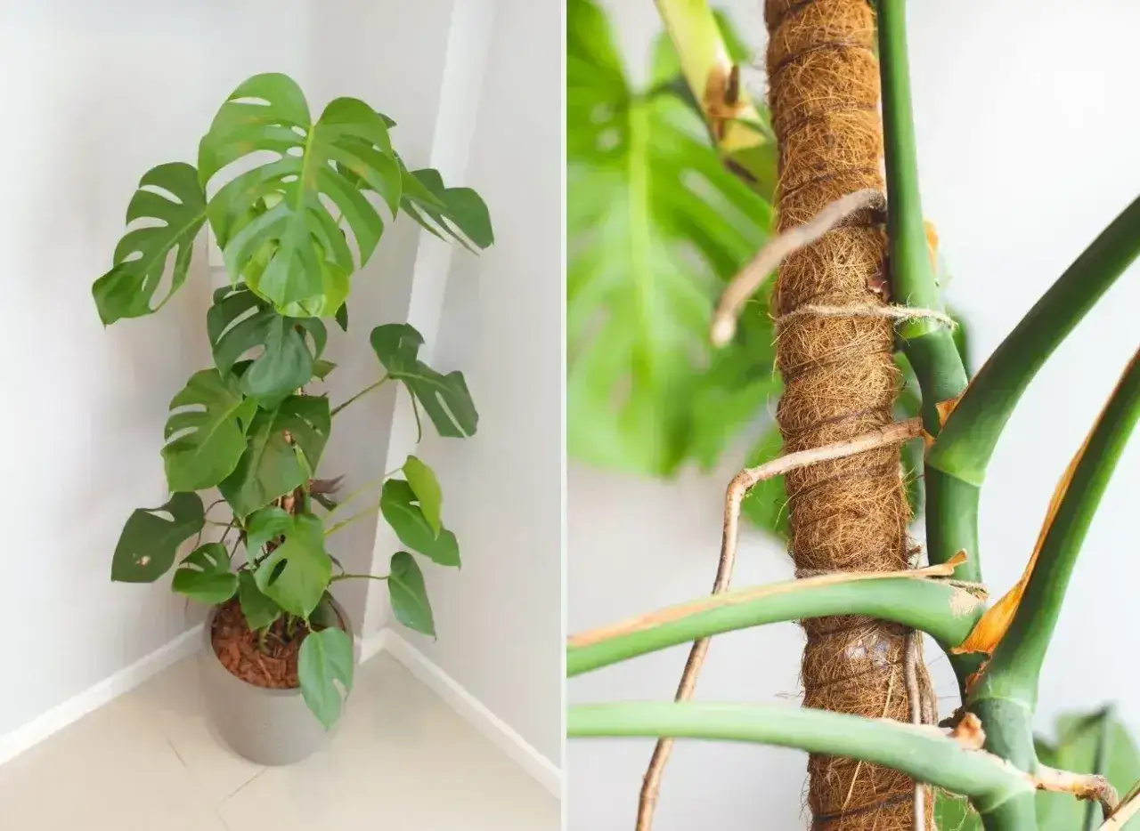 Monstera w doniczce i jej korzenie powietrzne owinięte wokół palika. Czy można obciąć korzenie monstery? Tak, ale ostrożnie.