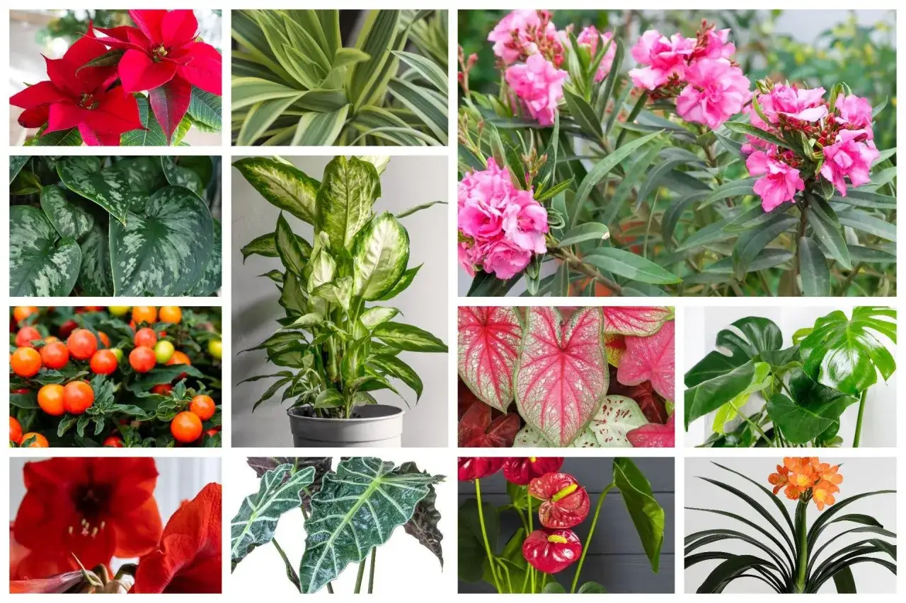 Uważaj na szkodliwe kwiaty doniczkowe w sypialni! Na zdjęciu m.in. oleander, difenbachia, wilczomlecz.