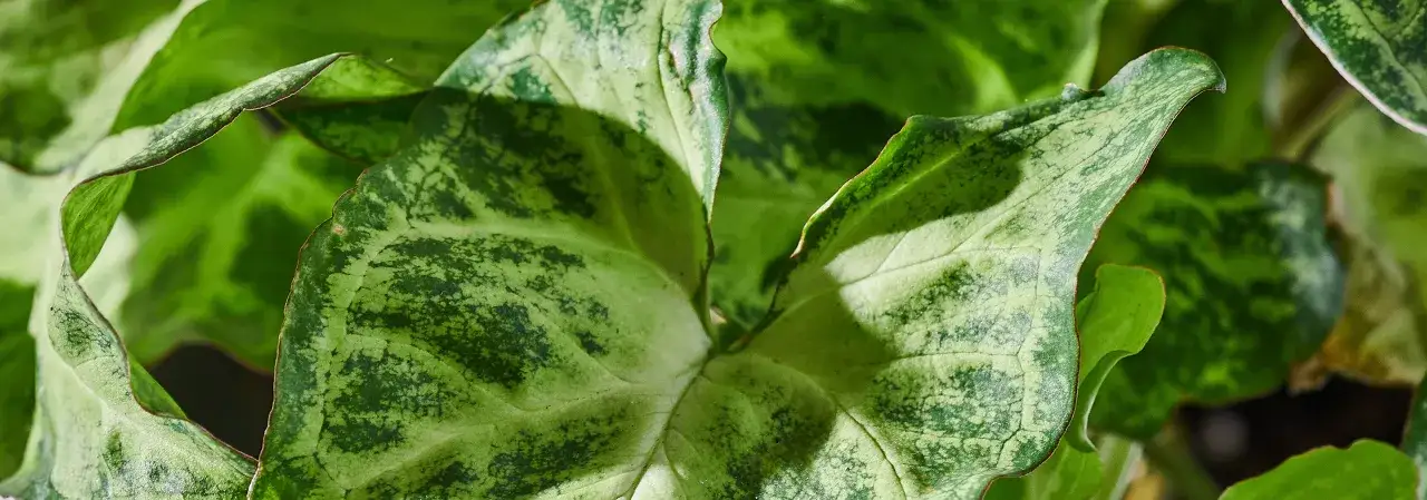 Liście syngonium z plamami, które mogą wskazywać na choroby.