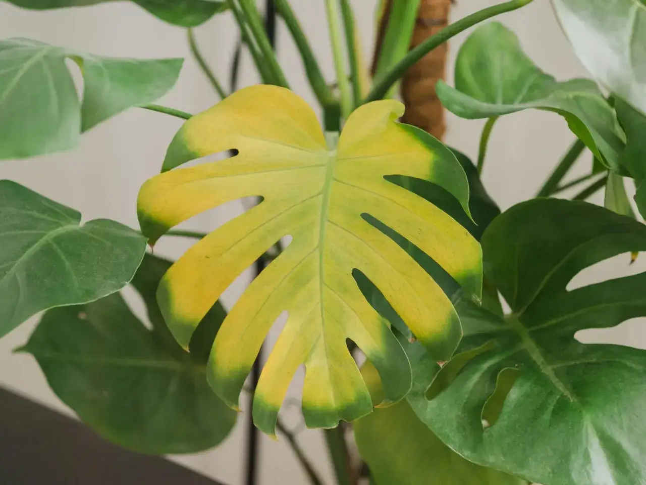 Zolty lisc monstera, z zielonymi brzegami, wśr&oacute;d innych, zdrowych liści.
