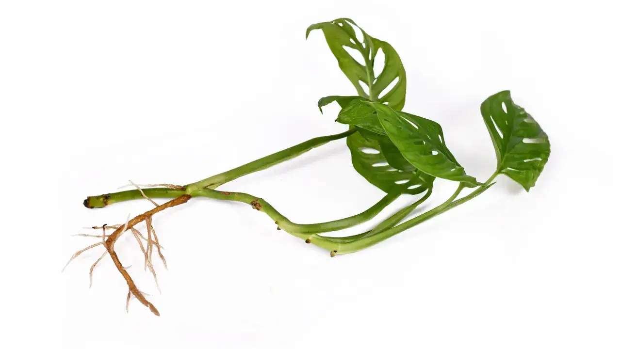 Monstera z liściem i korzeniami, gotowa do rozmnażania. Nowe życie zaczyna się od fragmentu rośliny.