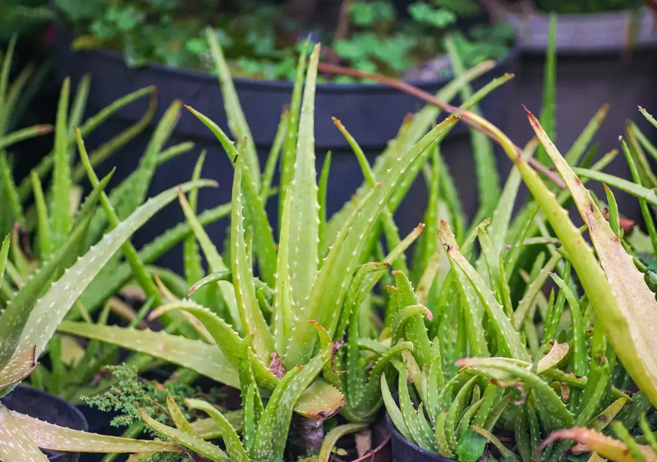 Gęste kępy soczystych liści aloesu, niekt&oacute;re z nich wyglądają jak aloes trujący, tworzą zieloną ścianę.