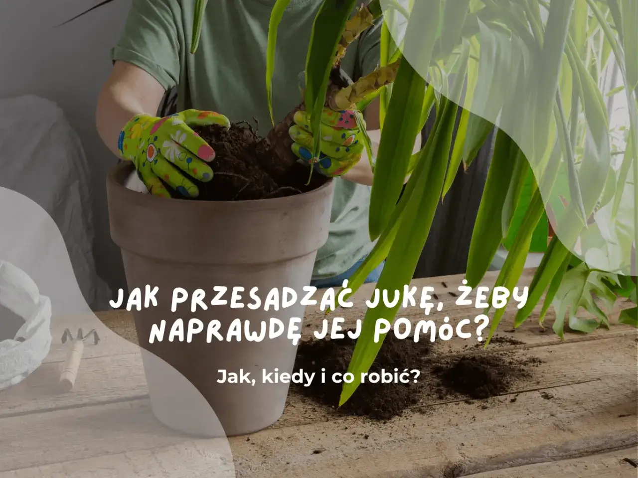 Ręce w rękawiczkach wyjmują jukę z doniczki, przygotowując ją do przesadzenia. Poradnik, jak przesadzić jukę, by jej pom&oacute;c.