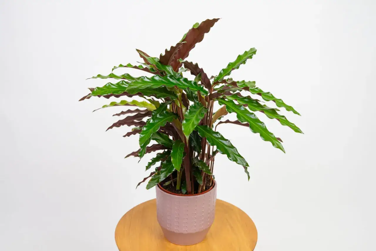 Calathea rufibarba, z falowanymi liśćmi, pięknie prezentuje się w jasnym wnętrzu. Dowiedz się, jak pielęgnować tę roślinę, by cieszyć się jej urokiem.