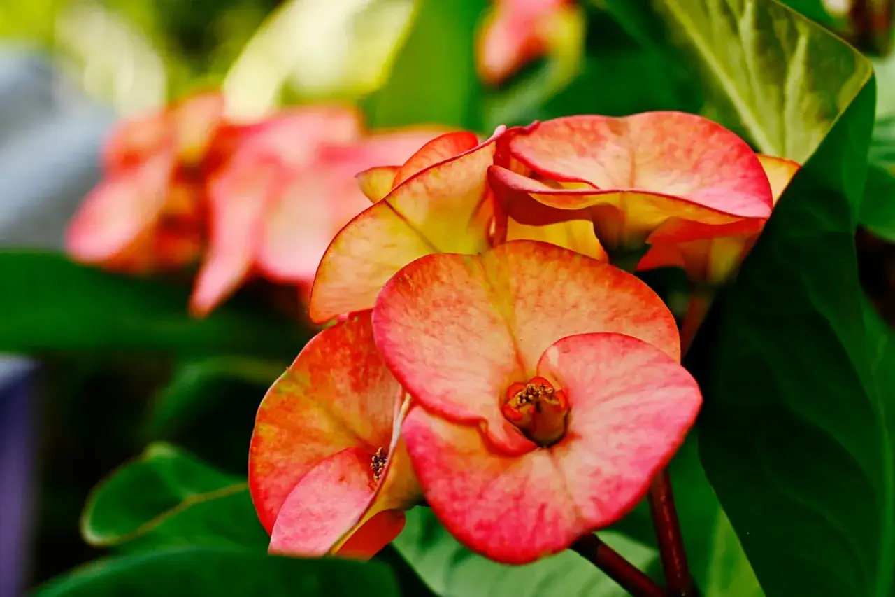 Kwiaty pedilanthus tithymaloides w odcieniach r&oacute;żu i ż&oacute;łci, otoczone ciemnozielonymi liśćmi.